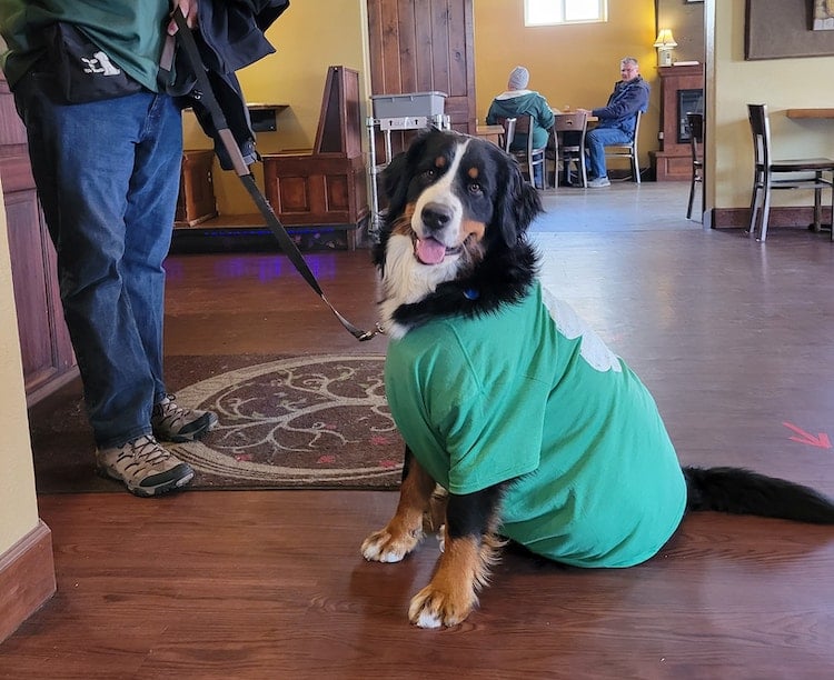 Dog-Friendly Breweries in Fort Collins Equinox Brewing