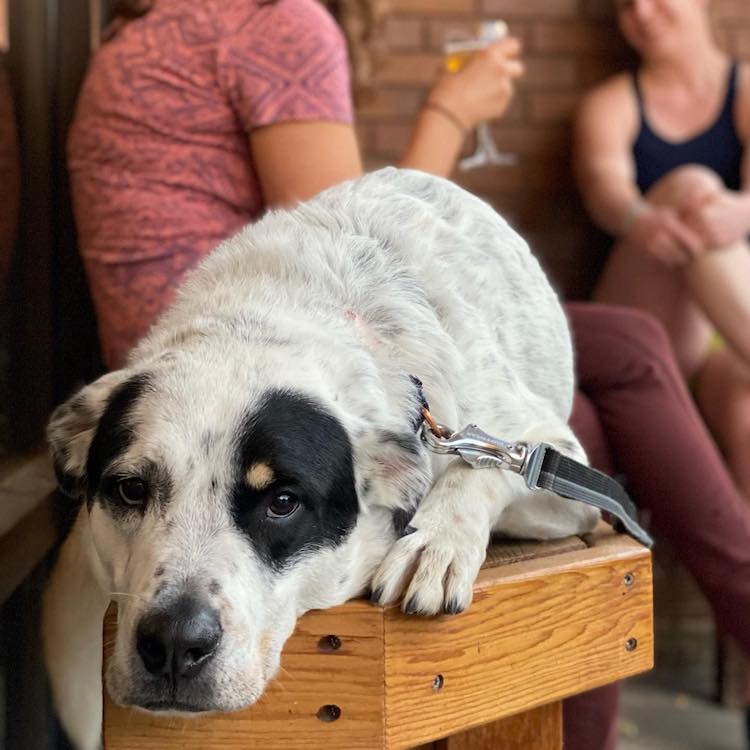 Dog-Friendly Breweries in Fort Collins Purpose Brewing and Cellars