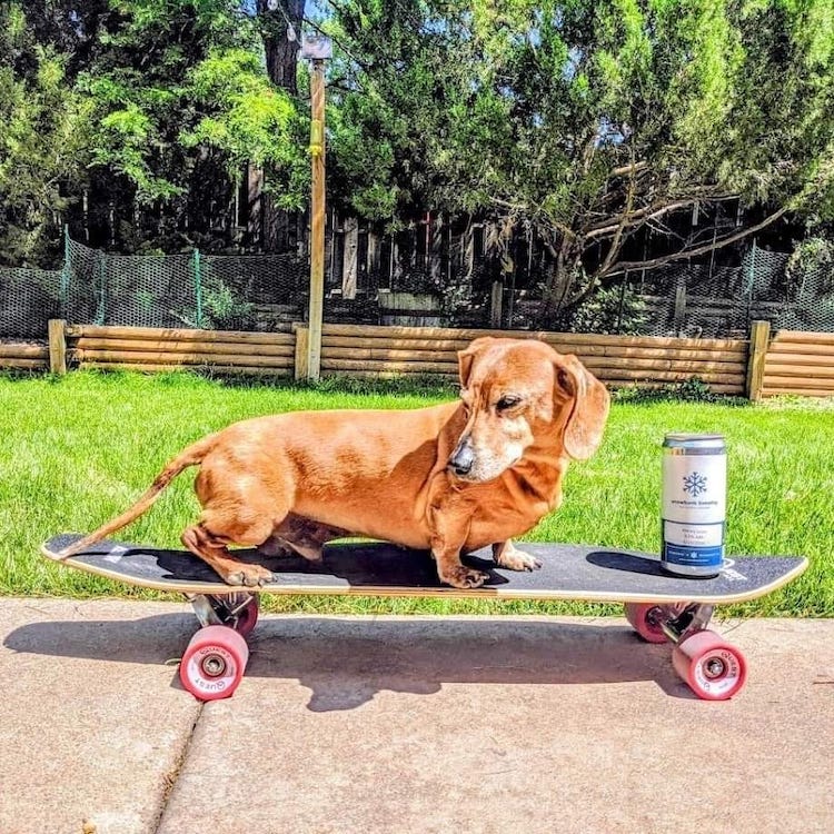 Dog Friendly Breweries In Fort Collins