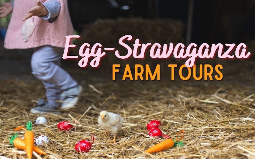 Morning Fresh Dairy Farm Egg-Stravaganza | Bellvue, CO