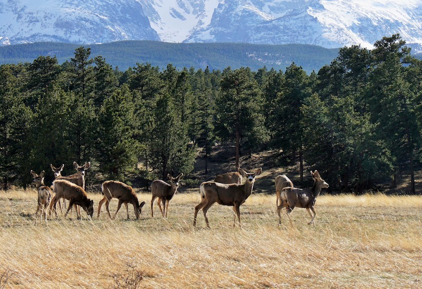 Visiting Rocky Mountain National Park in the Spring | Wildlife Viewing